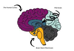 Brain image - highlighting pre-front cortex