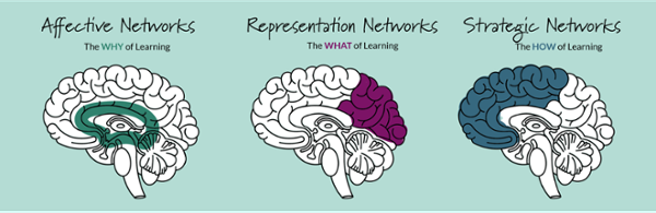 networks of brain